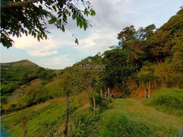 Fincas y Casas Campestres, Venta, Guacarí