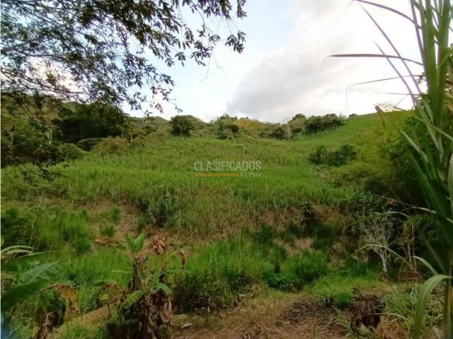 Fincas y Casas Campestres, Venta, Guacarí