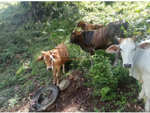 Finca en venta en Restrepo, Valle Del Cauca