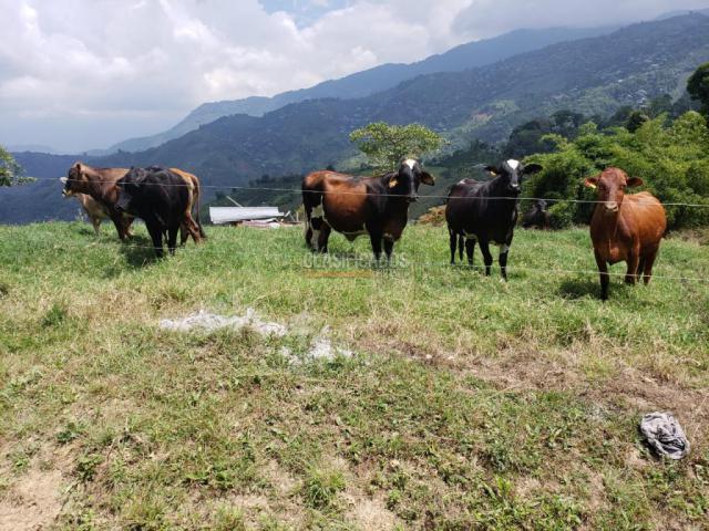 Fincas y Casas Campestres, Venta, San Pedro