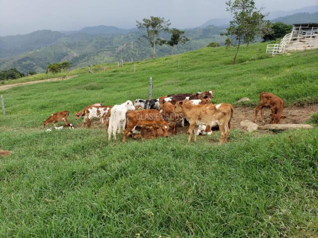 Fincas y Casas Campestres, Venta, San Pedro