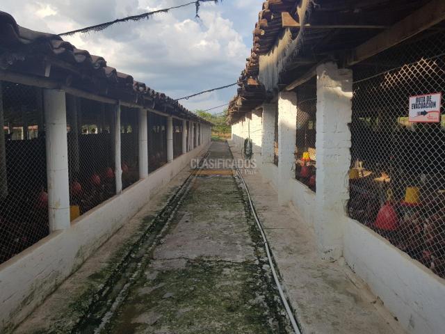 Fincas y Casas Campestres, Venta, San Pedro