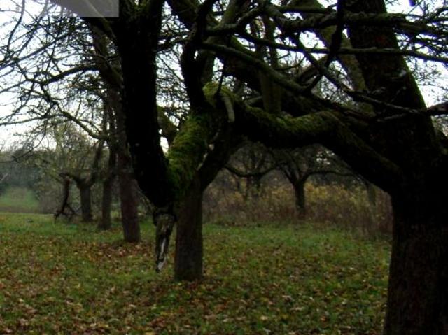 Grunt na sprzedaż w Grajewo, Podlaskie