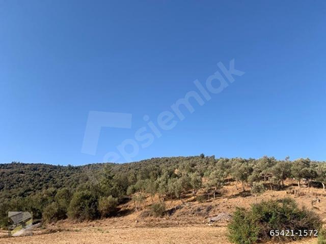 Milas, Muğla içerisinde satılık mülk