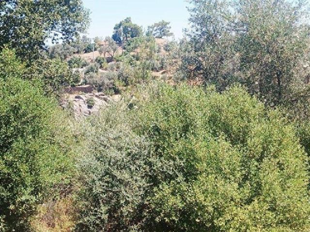 Milas, Muğla içerisinde satılık mülk