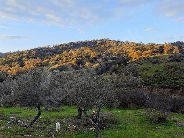 Seferihisar, İzmir içerisinde satılık mülk