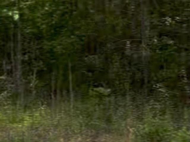 Land for sale in Dudley, Georgia