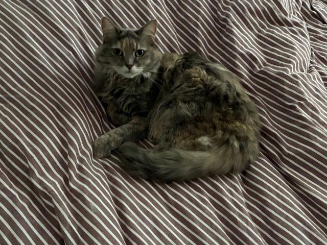 Room for rent in Camerons Creek, Victoria