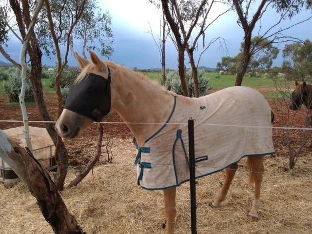 House for sale in Quorn, South Australia