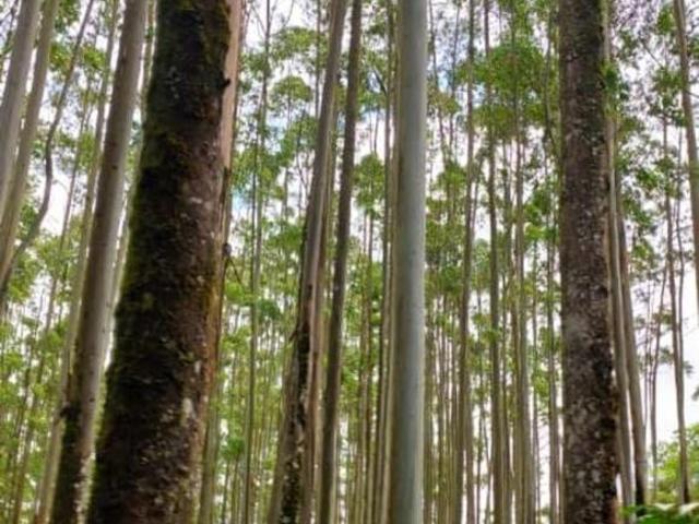 Sítio e chácara venda em Região Imediata de Itapeva, Guapiara