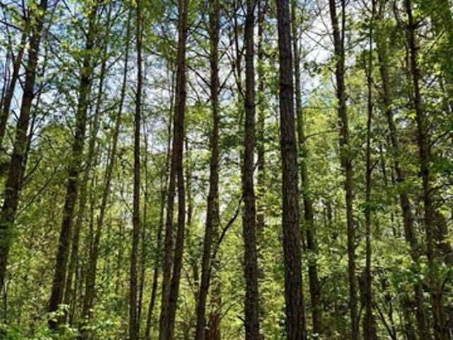Land for sale in Texas