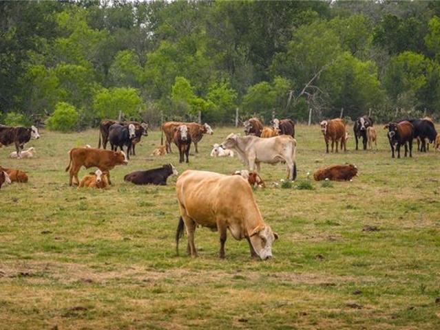 Land for sale in Nixon, Texas