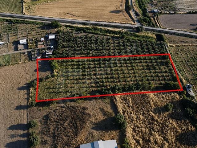 Foça, İzmir içerisinde satılık Arsa