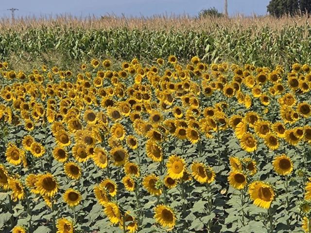 Mareşal Fevzi Çakmak Mahallesi, Foça içerisinde satılık mülk