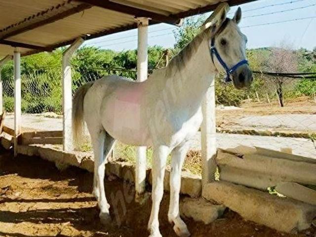 Kozbeyli Mahallesi, Foça içerisinde satılık Fabrika