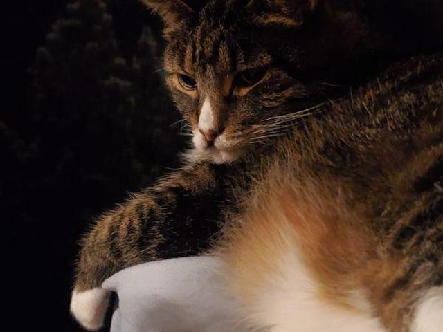 Room for rent in Woodstock, Ontario