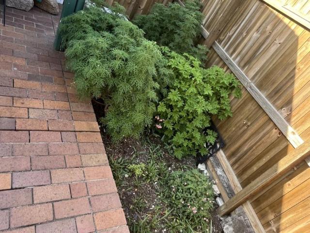House for rent in Grange, Greater Brisbane