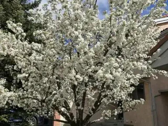 Townhouse for rent in Northwest, Alberta