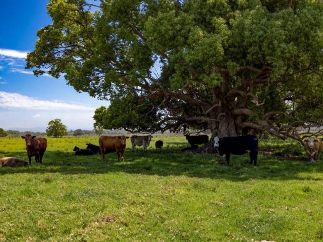 House for sale in Bellimbopinni, Kempsey Shire Council