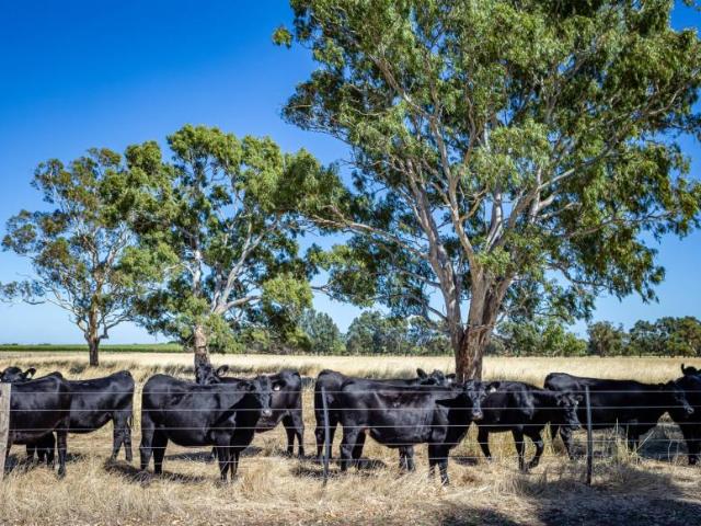 House for rent in Bool Lagoon, South Australia