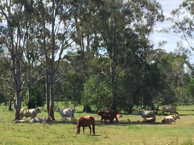 House for sale in Cootharaba, Queensland