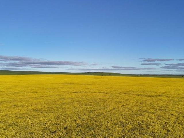 Land for sale in Booleroo Centre, The District Council of Mount Remarkable