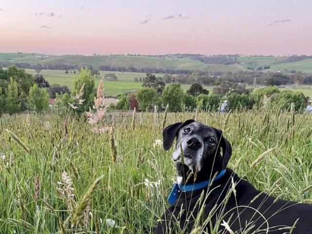 Land for sale in Casterton, Shire of Glenelg