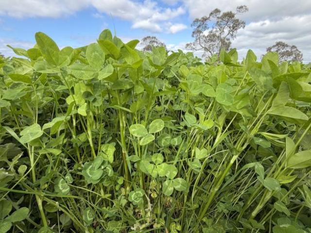 Land for rent in Frances, Naracoorte Lucindale Council