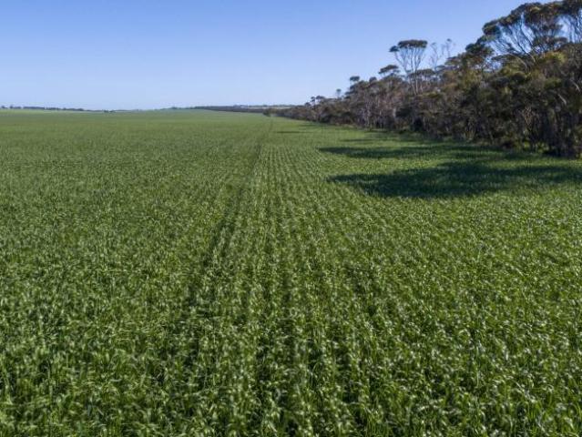Land for sale in Maitland, Yorke Peninsula Council