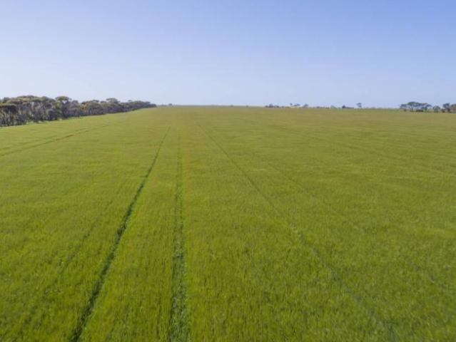 Land for sale in Minlaton, Yorke Peninsula Council