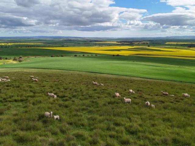 Land for sale in Pekina, The District Council of Orroroo Carrieton