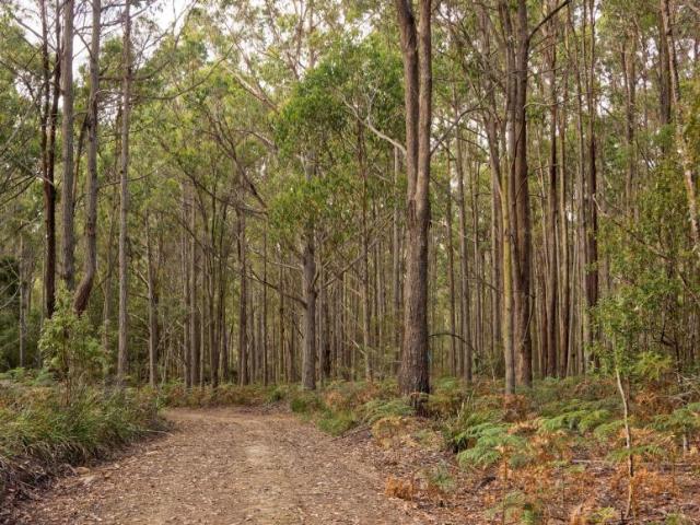 Land for sale in Reedy Marsh, Tasmania