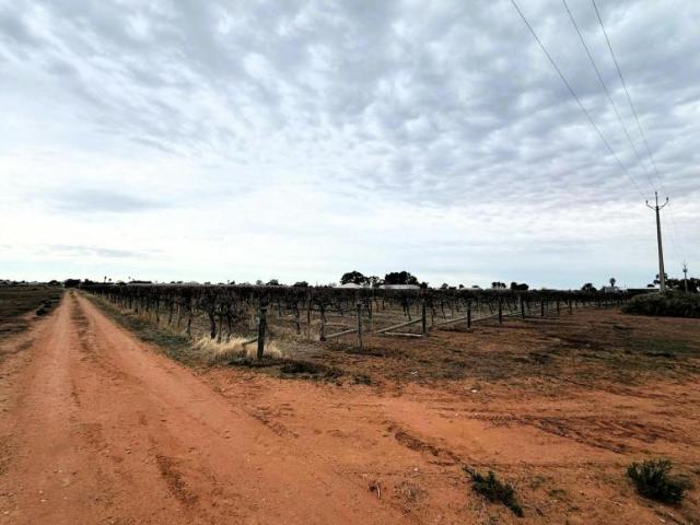 Land for sale in Renmark, Renmark Paringa Council