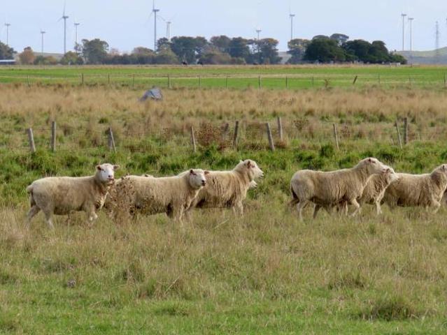 Land for rent in Tantanoola, South Australia
