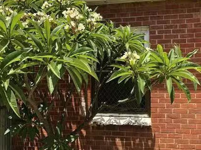 House for rent in Horseshoe Creek, South Australia
