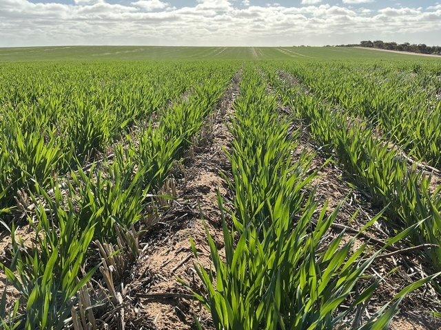 Acreage for sale in Walpeup, Victoria