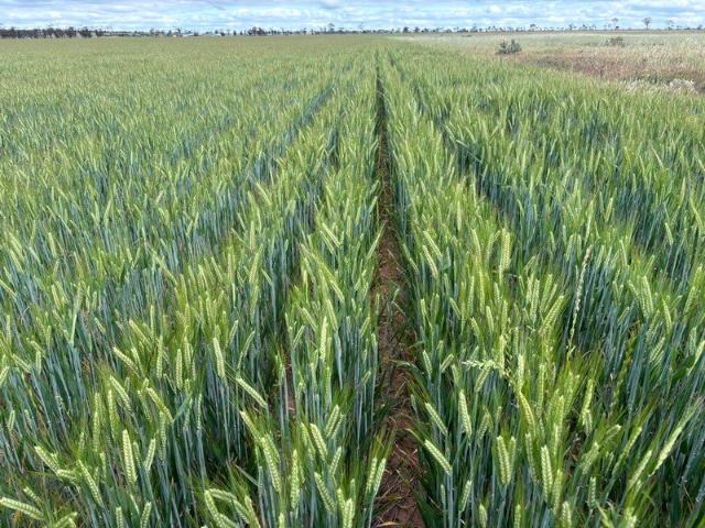 Property for sale in Kellerberrin, Shire Of Kellerberrin