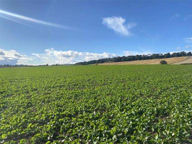 Land for sale in Brechin