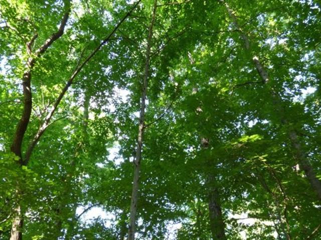 Land for sale in Graham