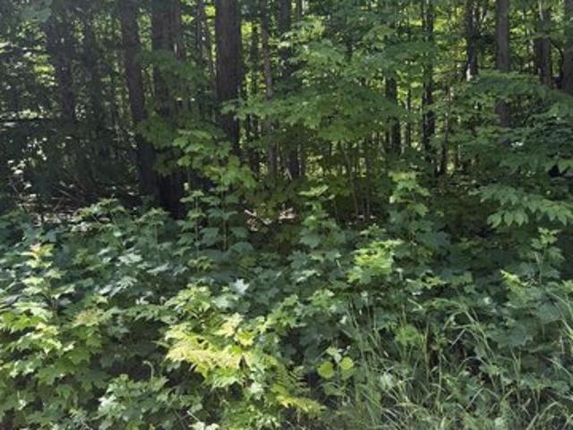 Land for sale in Mancelona, Michigan