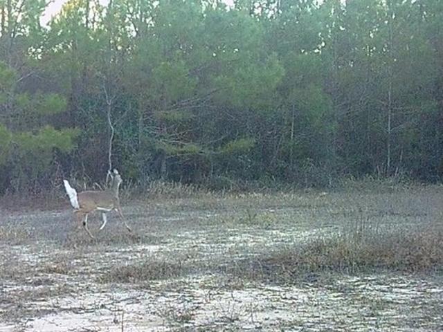 Land for sale in Beaumont, Mississippi