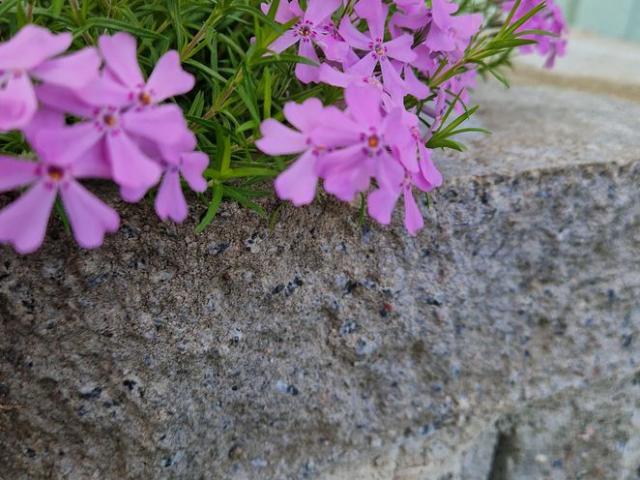 Hus hyra i Huddinge, Stockholm
