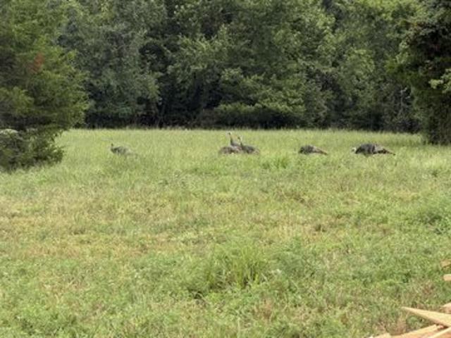 Land for sale in Granby, Missouri