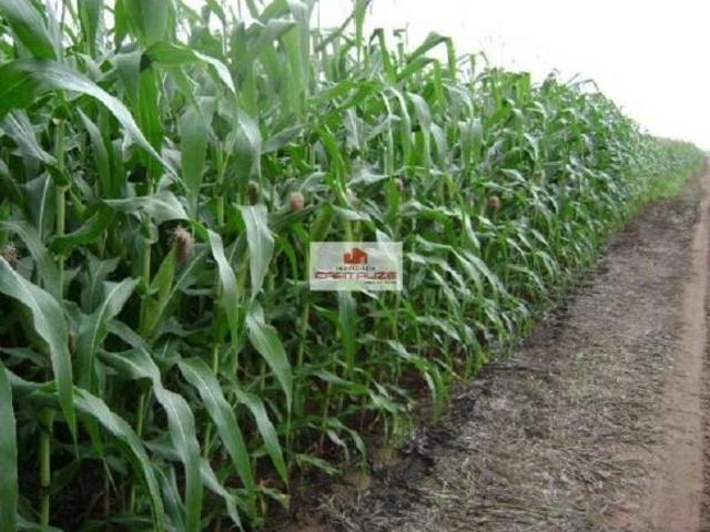 Sítio e chácara venda em Região Geográfica Imediata de Janaúba, Manga
