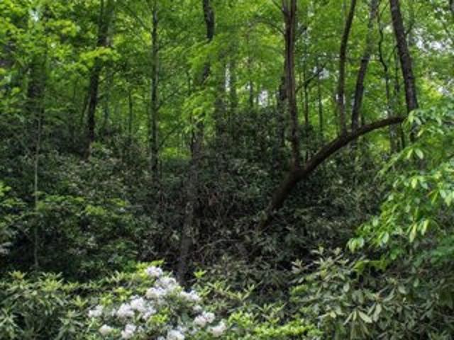 Land for sale in Brevard