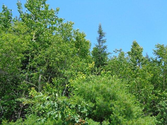 Land for sale in Franklin, Maine