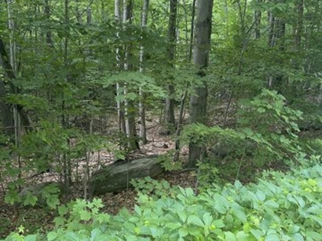 Land for sale in Middlebury, Vermont