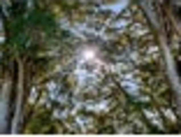 Land for sale in Northland