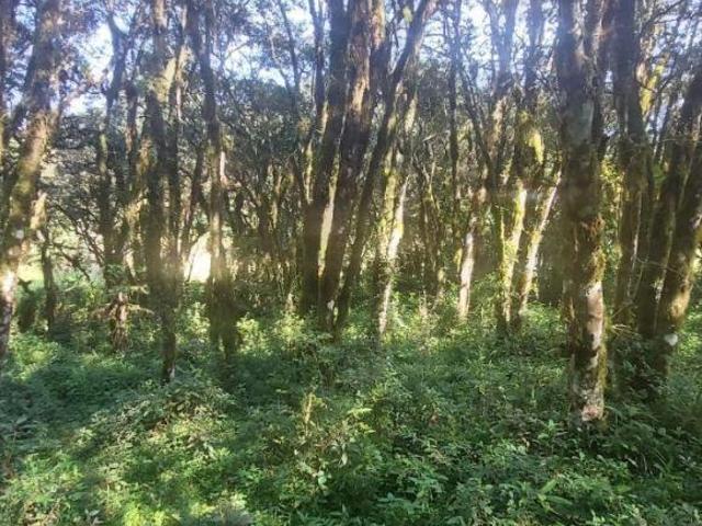 Sítio e chácara venda em Região Geográfica Imediata de Caxias do Sul, São Francisco de Paula