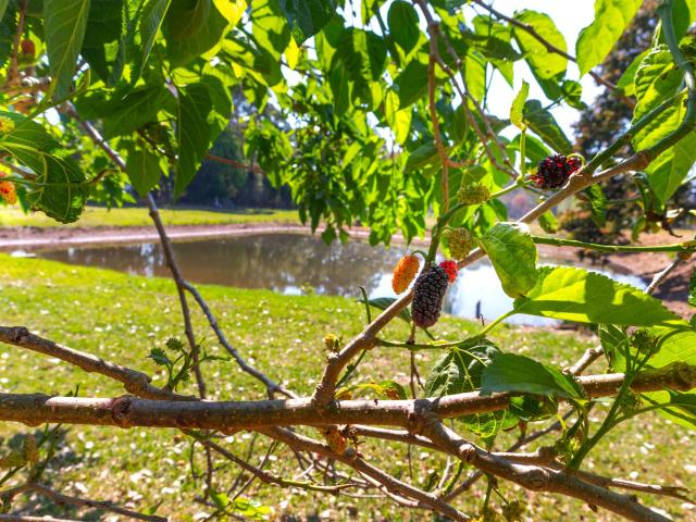 Cottage for sale in Blackbutt